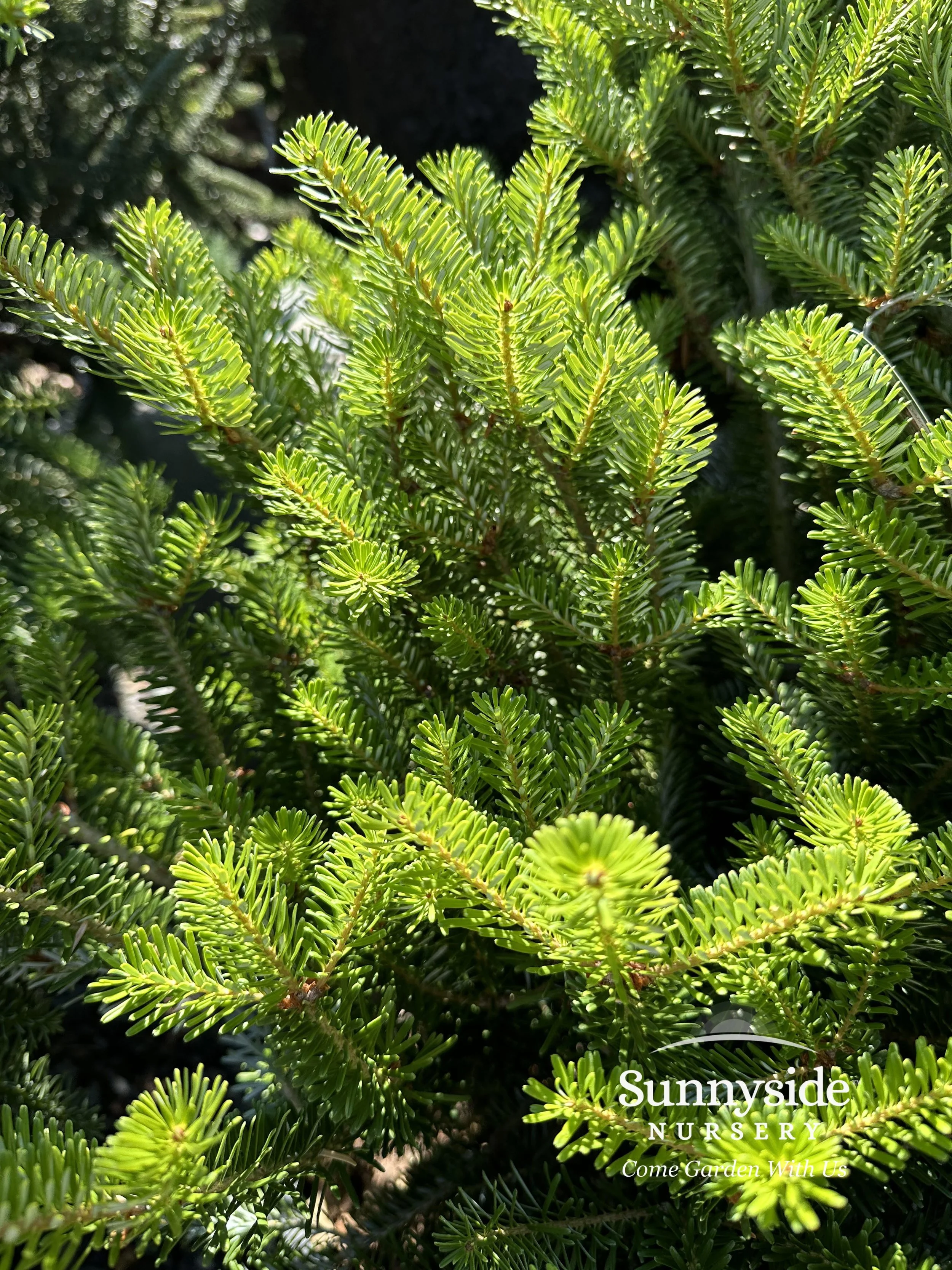 Abies — Sunnyside Nursery